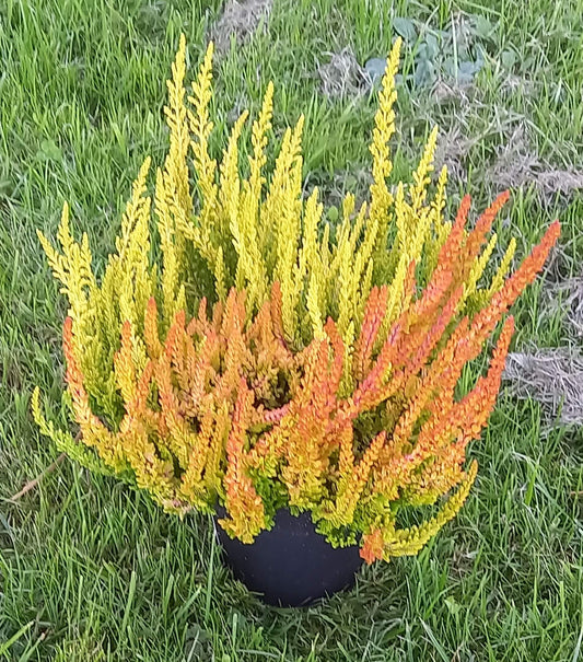 Knospenheide (Calluna vulgaris) Twingirls® Zeta - Zoe T13