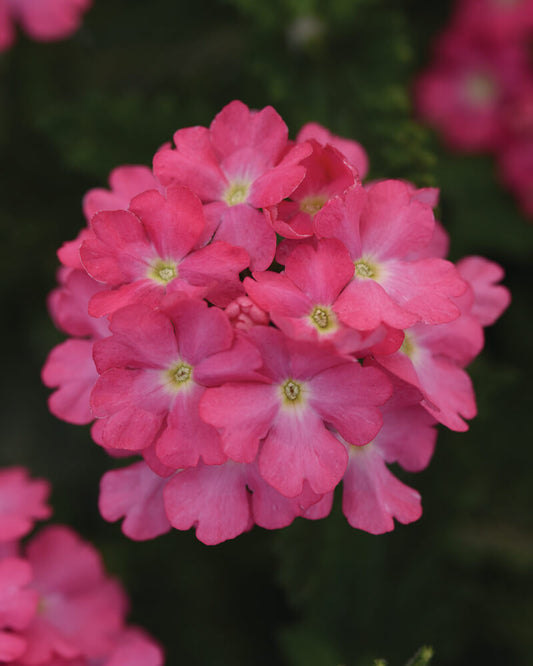 Eisenkraut (Verbena) pink T12, hängend