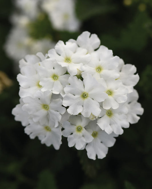 Eisenkraut (Verbena) weiß T12, hängend