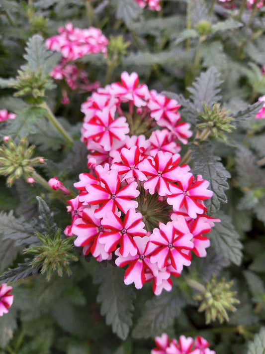 Eisenkraut (Verbena) 'Lanai® Candy Cane ' T12, hängend