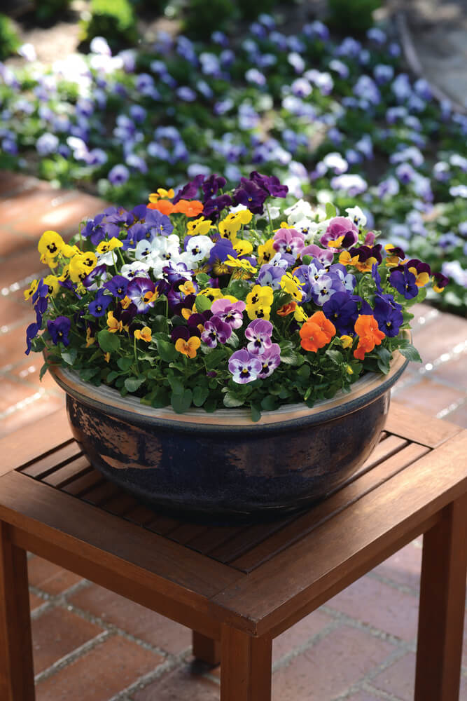 Hornveilchen (Viola cornuta) im Set | 12 Pflanzen im Set