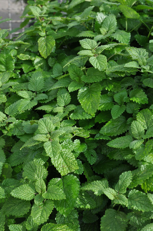 Zitronenmelisse (Melissa officinalis) 'Fit' T12