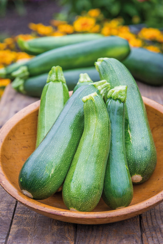 Zucchini grün T12 (2 Pflanzen)