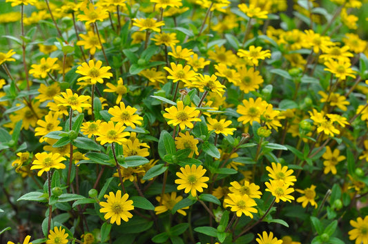 Husarenknöpfchen (Sanvitalia speciosa) T11/12
