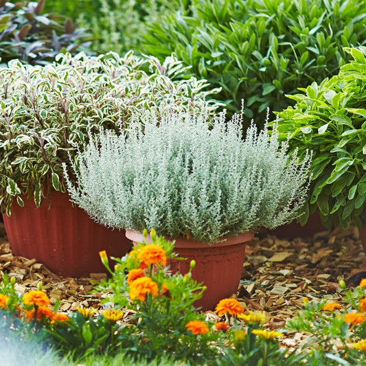 Zwergcurry  (Helichrysum italicum) 'Aladin' T12